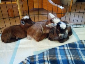 The kids I'm currently bottle feeding while they were still house goats.